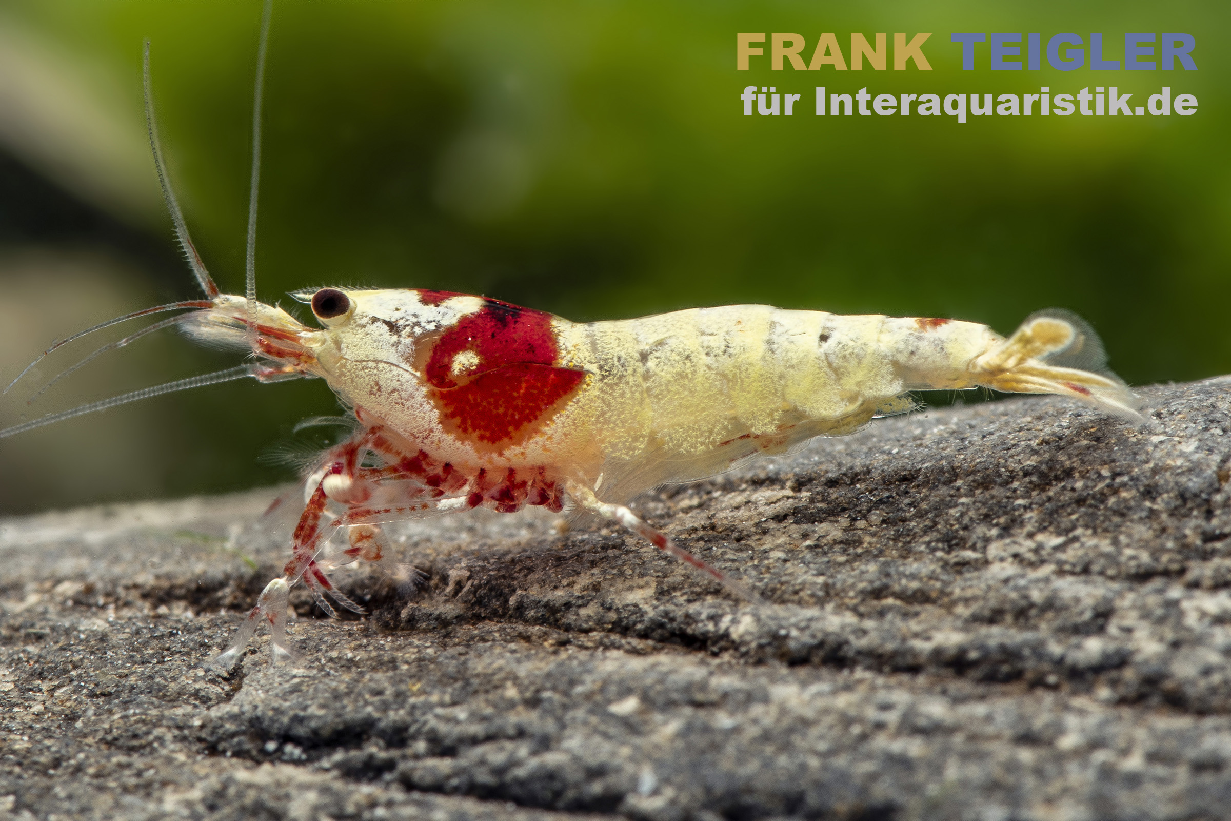 Pure Red Line Garnele, Grade A-S Mix, Caridina logemanni